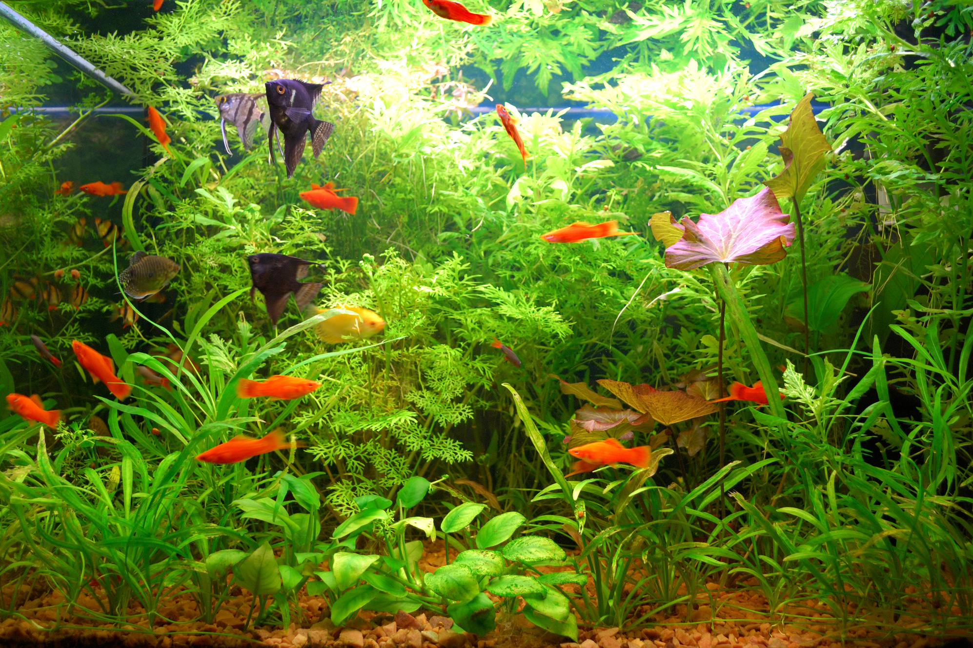 Aquarium.